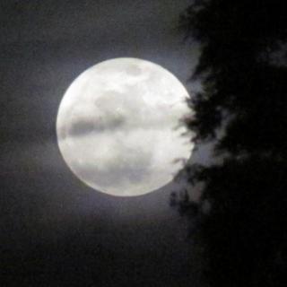 晚安故事《月亮的大衣》