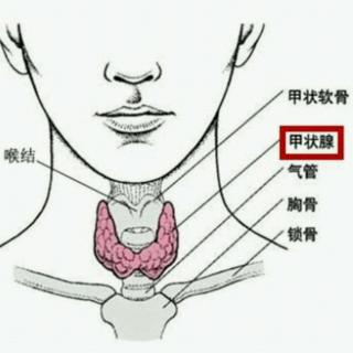 测定血清胆固醇对甲状腺疾病有什么意义？。。。