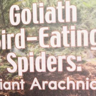 Goliath Bird Eating Spiders：Giant Arachnids