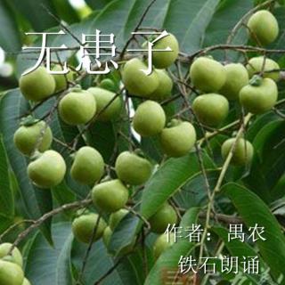 《无患子》作者：禺农 ；铁石朗诵