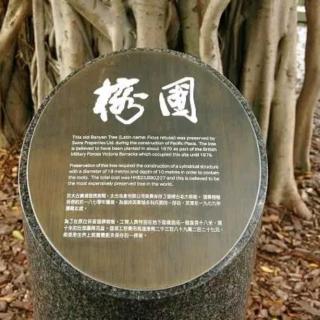 47.《香港：最贵的一棵树》