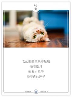 269嘿，你也喜欢猫吗？