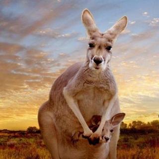 澳洲动物很不友好-水煮澳洲166期