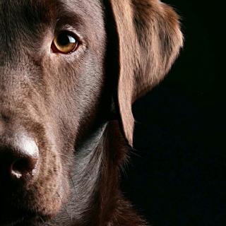 Stephen Crane: A Dark-Brown Dog(1)