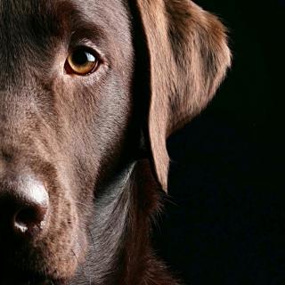 Stephen Crane: A Dark-Brown Dog(4)