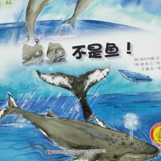《鲸鱼不是鱼》奇趣大自然系列韩国绘本