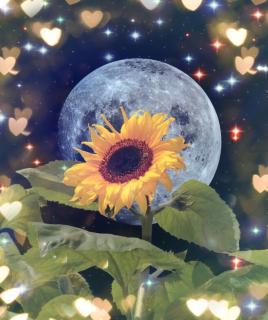 爱上月亮的向日葵
