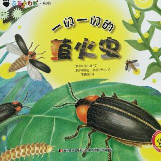《一闪一闪的萤火虫》奇趣大自然系列韩国绘本