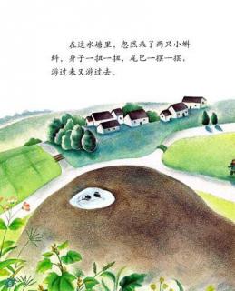 岩石上的小蝌蚪－张殷泽（来自FM57142804)