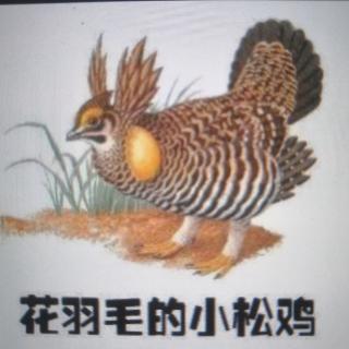 园长妈妈讲故事——花羽毛小松鸡