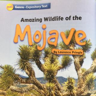 Amazing Wildlife of the Mojave1