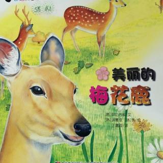 《美丽的梅花鹿》奇趣大自然系列韩国绘本