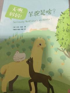 天啊，妈妈！羊驼是啥？🐑