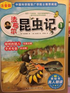 法布尔昆虫记1聪明的猎人节腹泥蜂-自动保鲜的食物