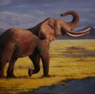 动物世界-大象