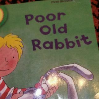 poor  old  rabbit