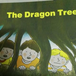 The dragon tree