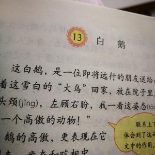 13.白鹅—刘安雅