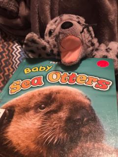 Baby sea otters