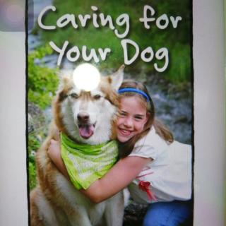 Caring for Your Dog