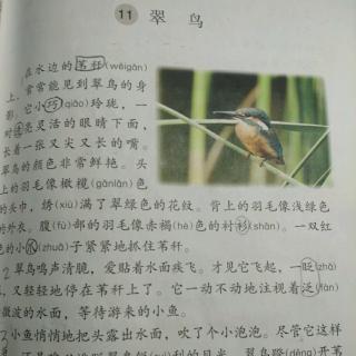 课文朗读《11.翠鸟》