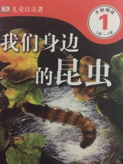 我们身边的昆虫