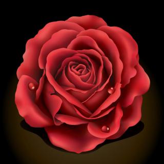 红玫瑰（cover张碧晨）