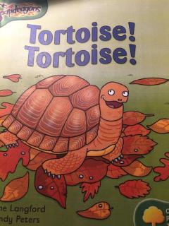 2.18 Tortoise! Tortoise!