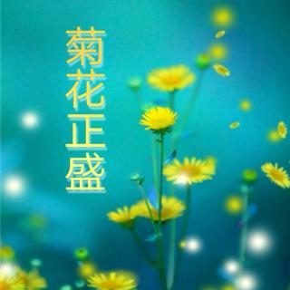 菊花正盛