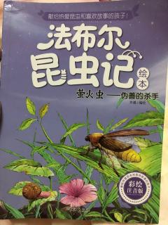 昆虫记—萤火虫