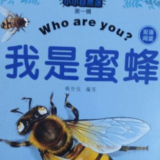 《我是蜜蜂》