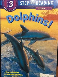 兰登3-Dolphins！