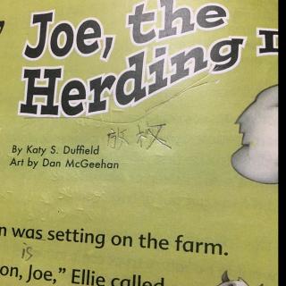 Joe,The herding dog