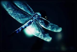 一缕阳光:你是一只蜻蜓，点过我的湖心