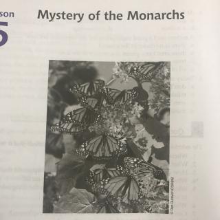 4-5 Mystery of the monarchs