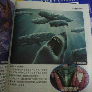 巨齿鲨百科