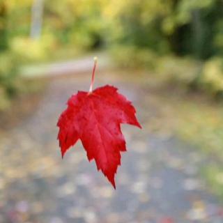 我在南国的烟雨里，因你心碎 孙文清