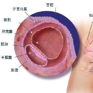 十月怀胎【第7周】