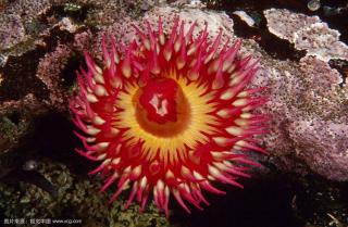 海底葵花－海葵