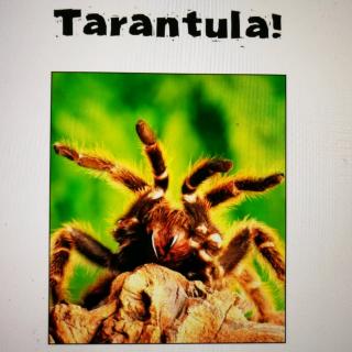 Tarantula! LEVELD BOOK K