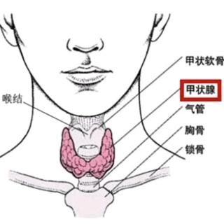 什么是甲状腺抑制试验？