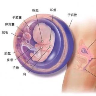 十月怀胎【第9周】