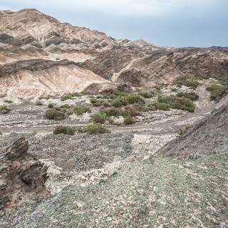 En Xinjiang están brotando "árboles del dinero"