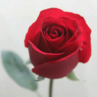 十天突破发音lesson10《舌边音》