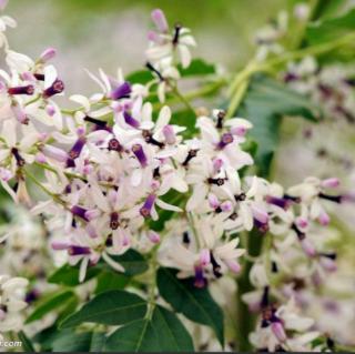 落花时节又逢君～赵书萱(文)