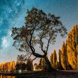 15.青海高原一株柳  🌳