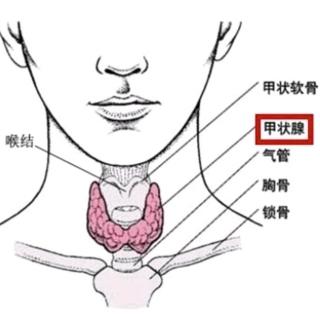 什么是生理性甲状腺肿？