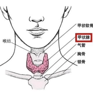 中医中药在甲状腺疾病治疗中的作用有哪些？