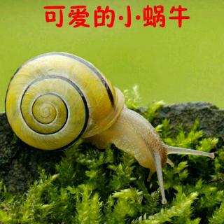 《可爱的小蜗牛》