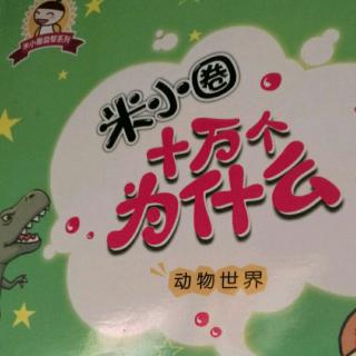 米小圈十万个为什么——大熊猫只吃竹子吗？